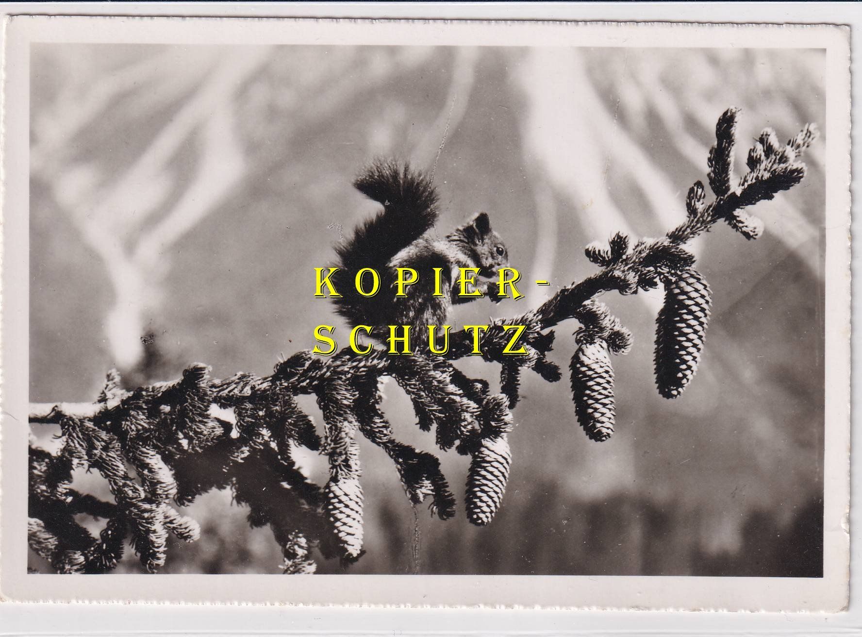 Cartoline postali: Eichhörnchen /bi – Usato da Hombrechtikon venduto da Rudolf07