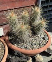 Echinocereus stramineus (XXL) Winterhart