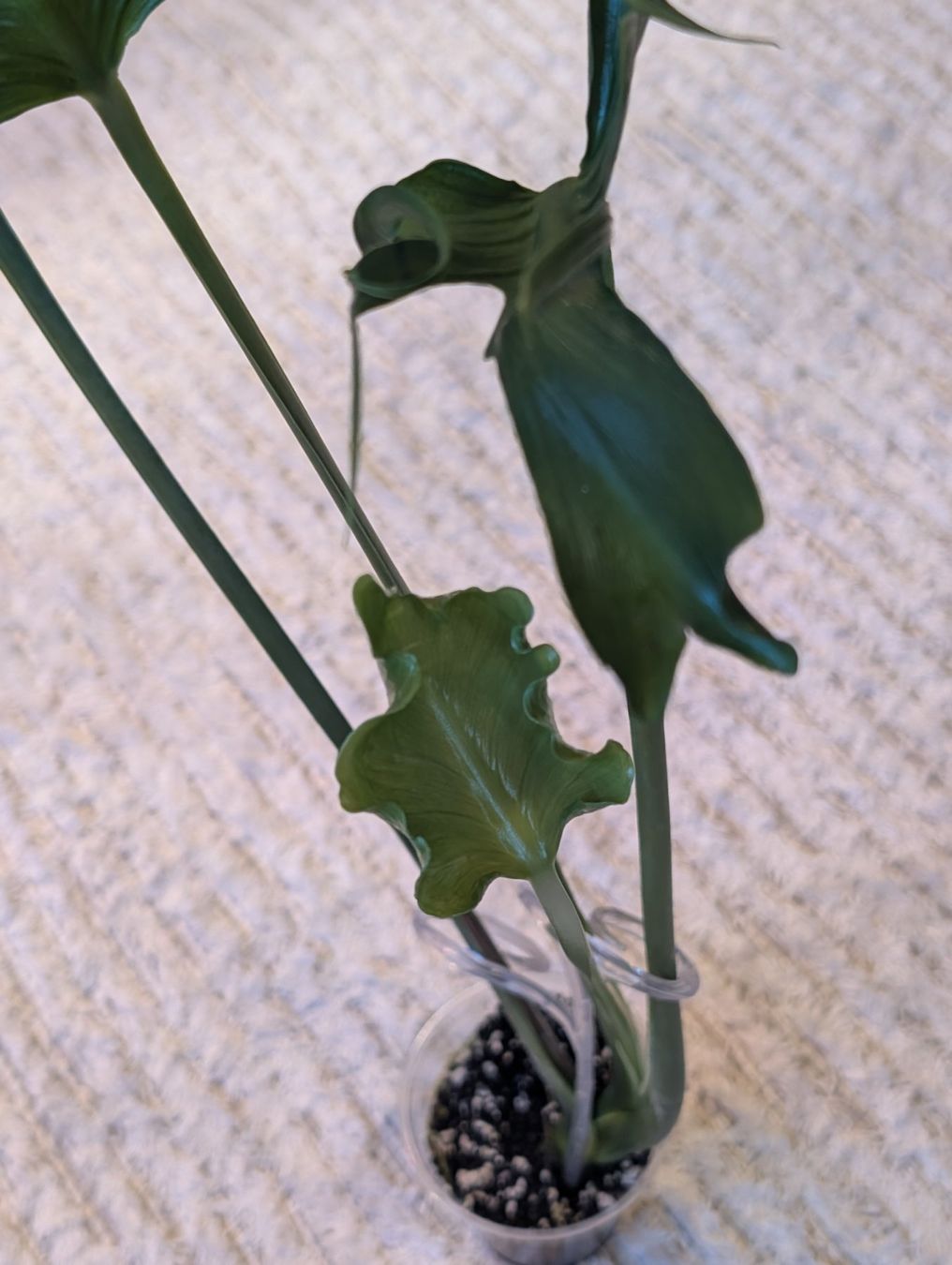 Piante & sementi: Monstera Deliciosa Unniiae – Nuovo (secondo la descrizione) da Faulensee venduto da plantmama 1