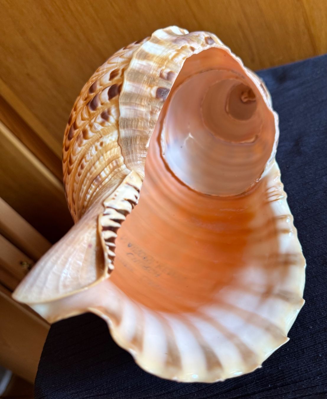 Fossili: Muschel 35cm gross intakt – Usato da Grabs venduto da Barbstucky 3
