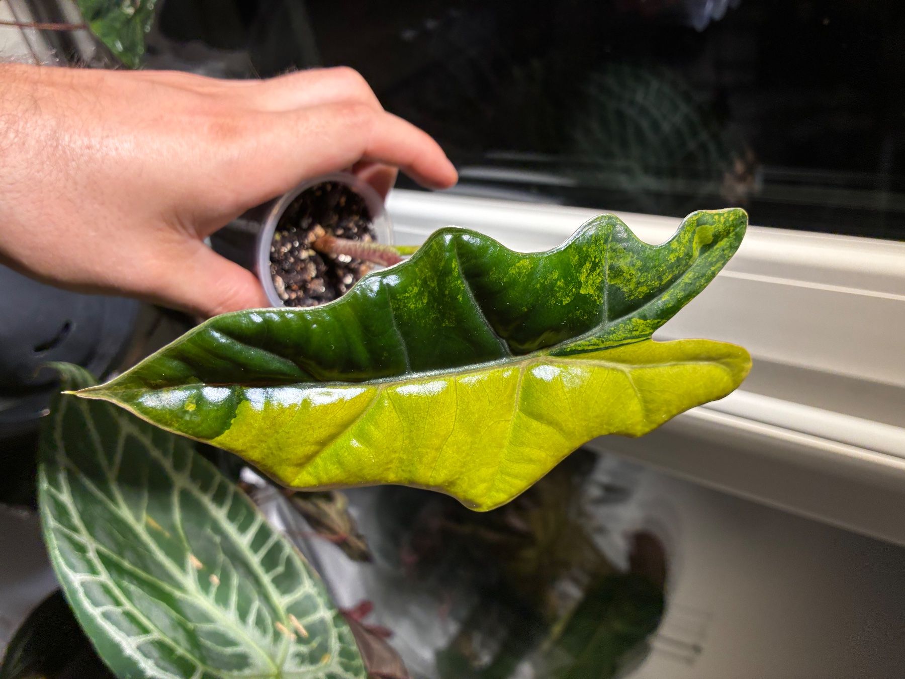 Plantes & graines: Alocasia Pseudo Sanderiana Aurea – D'occasion à Alchenflüh par Timmmsen 3