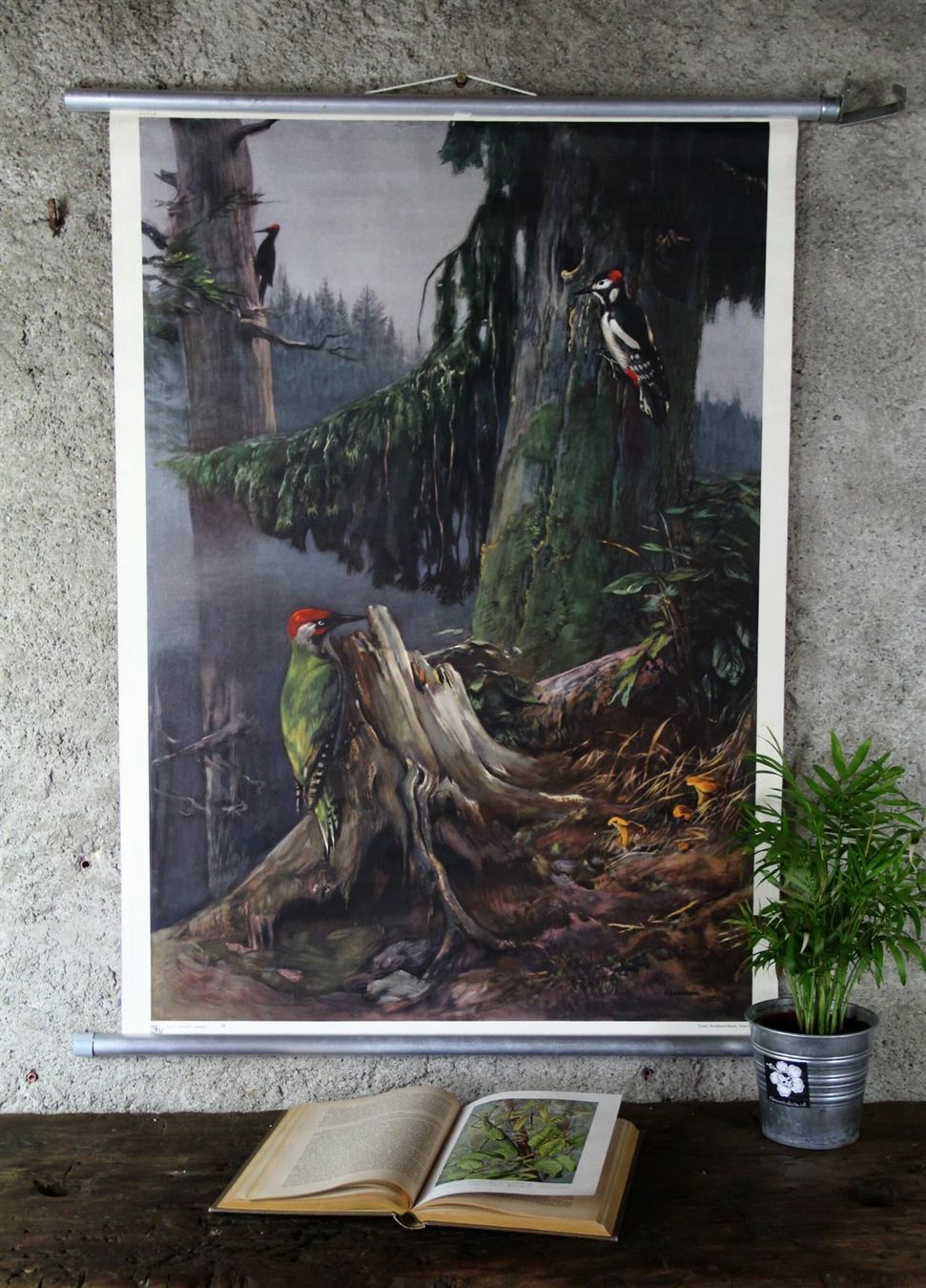 Posters & Illustrations: Schulwandbild "Spechte" – D'occasion à Birrwil par brandschatz_birrwil 6