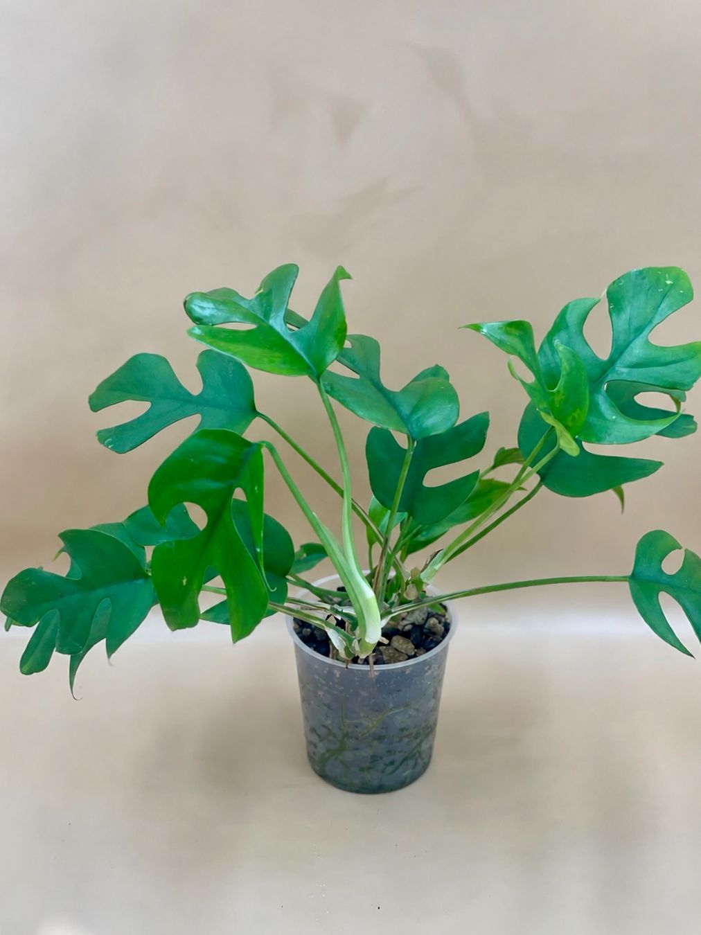 Pflanzen & Samen: Raphidophora tetrasperma - Mini Monstera – Neu (gemäss Beschreibung) aus Zürich von Leafscape
