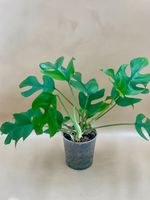 Raphidophora tetrasperma - Mini Monstera