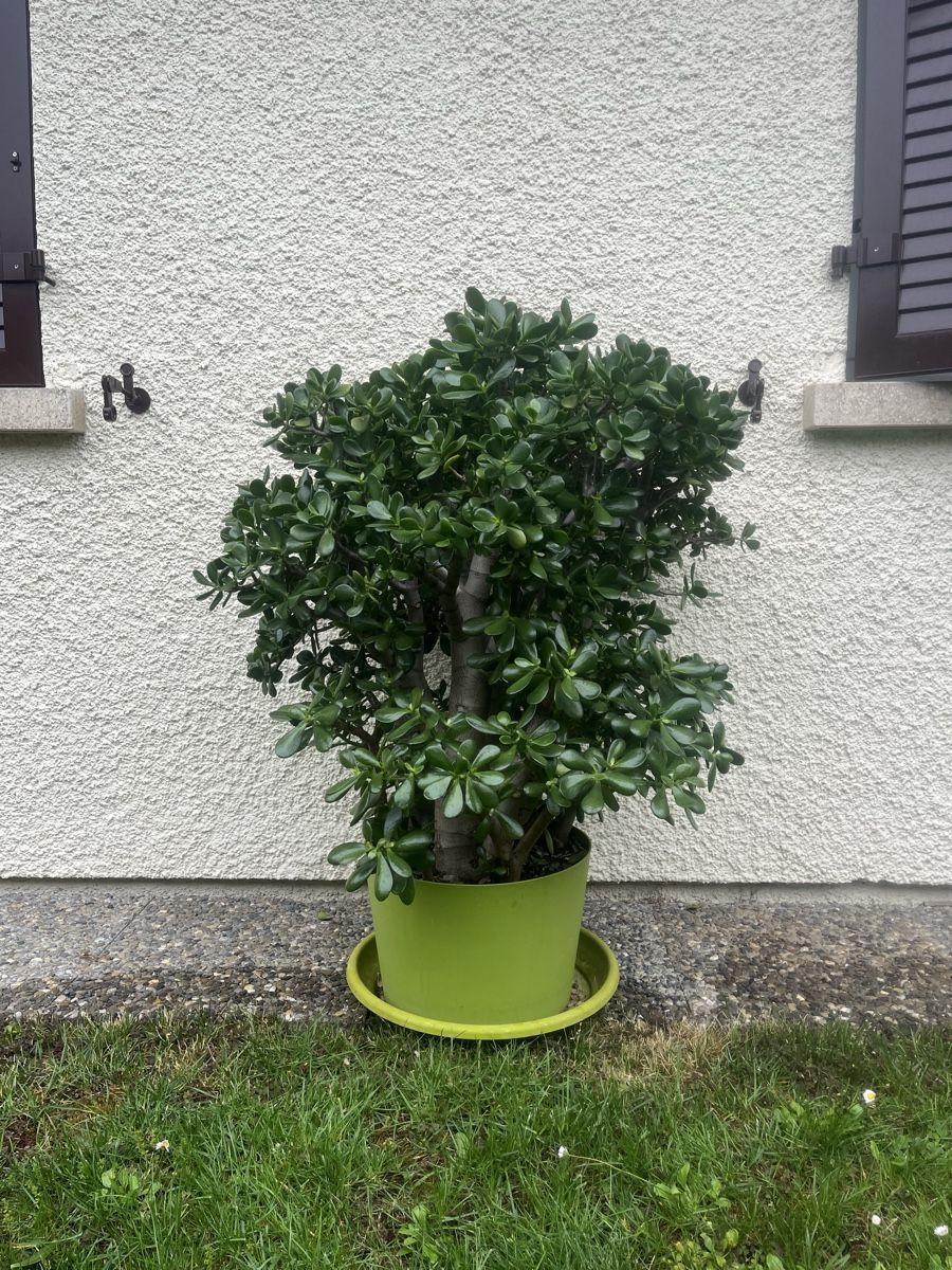 Piante & sementi: Plante Crassula Ovata – Nuovo (secondo la descrizione) da La Croix-de-Rozon venduto da tuf_f6td 1