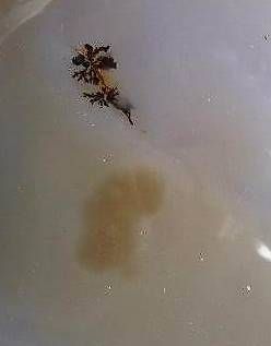Minerali & Pietre curative: Agate dendritique – Usato da Vevey venduto da zabounetta 2