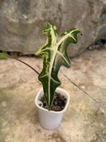 🪴 alocasia nobilis pink variegated