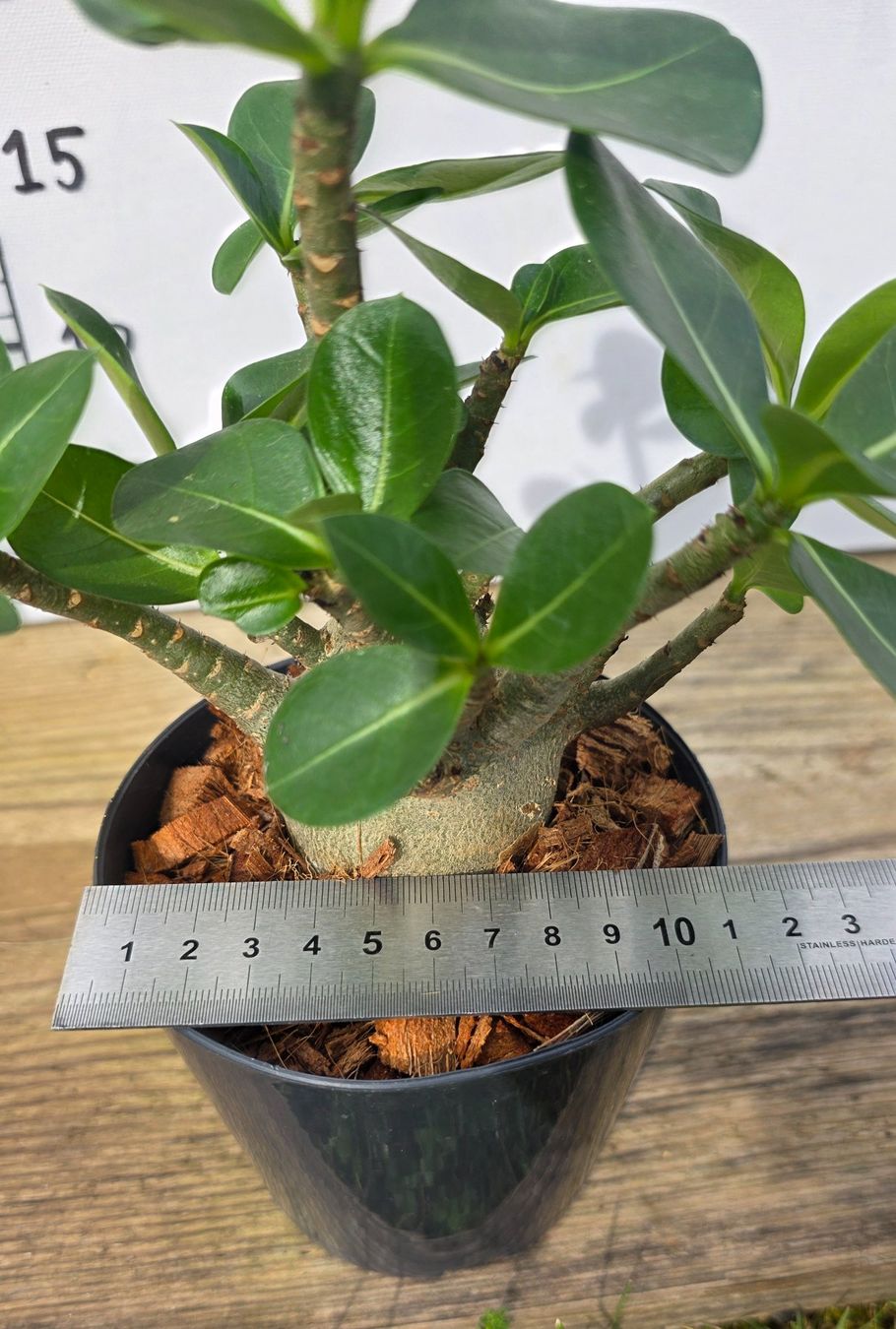 Piante & sementi: Adenium Obesum – Nuovo (secondo la descrizione) da St.Erhard venduto da Plumilandschweiz 3