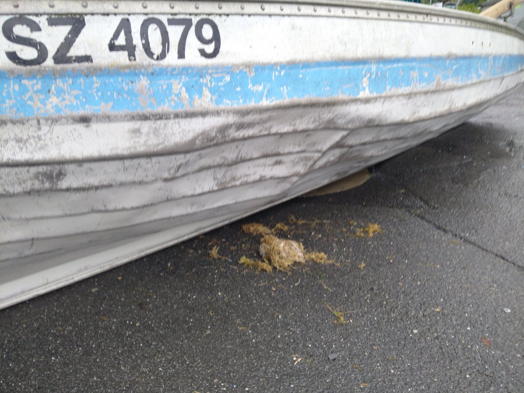 Barche: Spiboot / Champion I / Ruderboot – Usato da Arth venduto da Riviera3 1