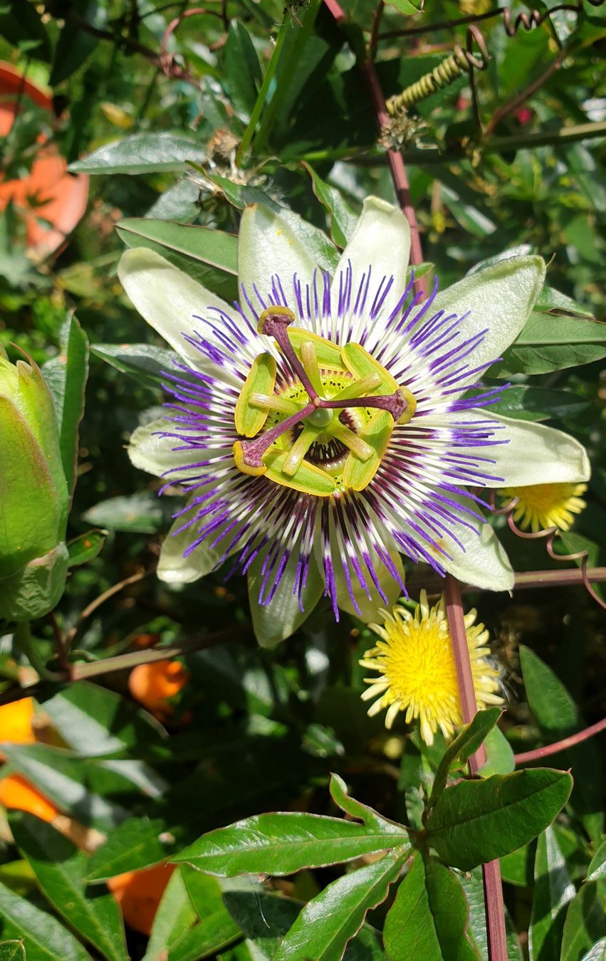 Piante & sementi: 🌺Passiflora/Passionsblume Samen – Nuovo (secondo la descrizione) da Zürich venduto da The_Plant_Wizard 1