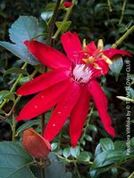 Passiflora Vitifolia - karminrote Passionsblume - kletternd