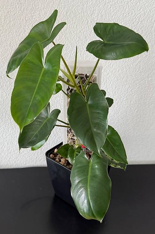 Piante & sementi: Philodendron Burle Marx Var., 3D-Rankstab, 50cm – Usato da Aadorf venduto da Arkabraa 1