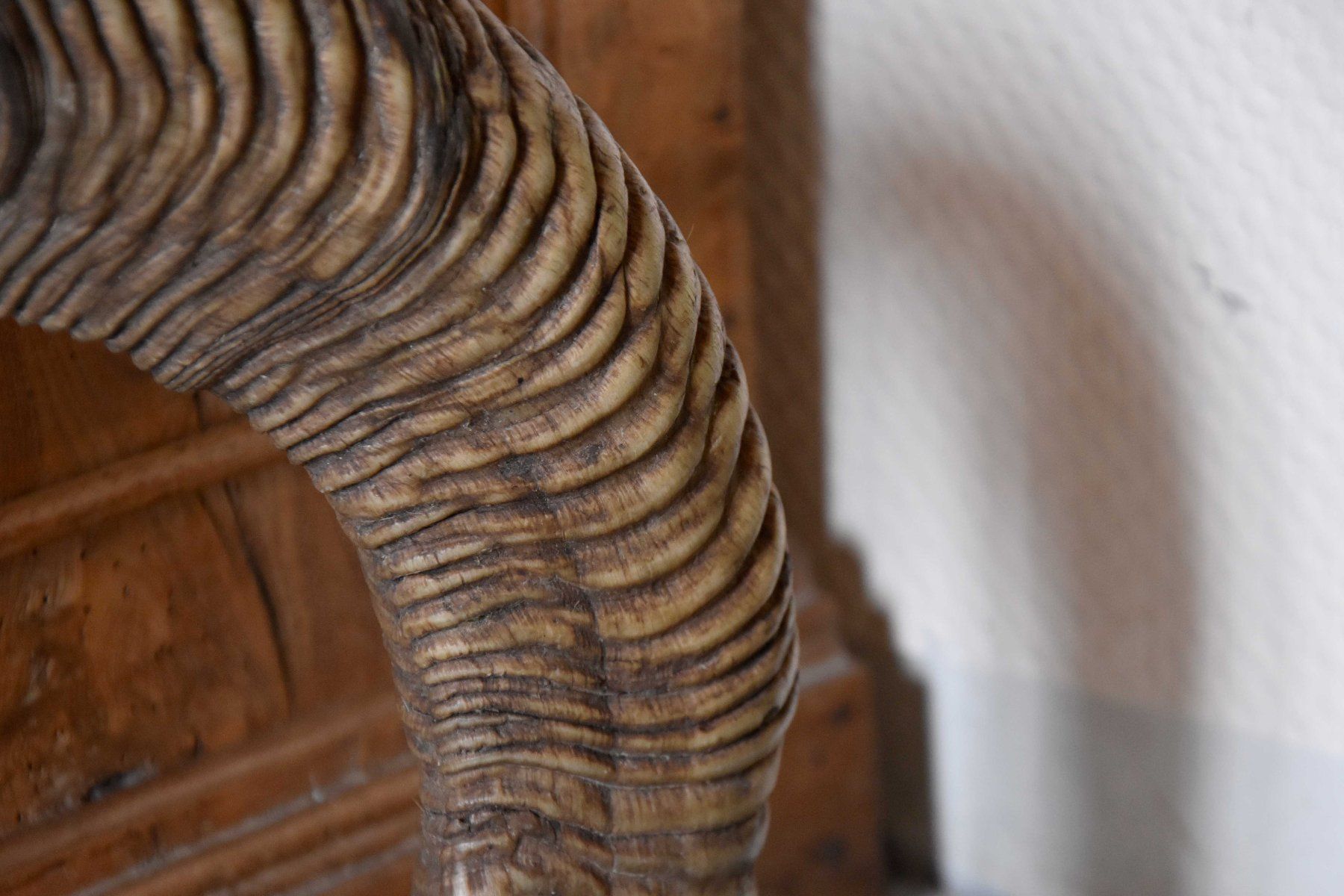 Il mondo degli animali: Crane de Mouflon médaillé d'Or 93/92cm – Nuovo (secondo la descrizione) da Vaulion venduto da sambigben 4