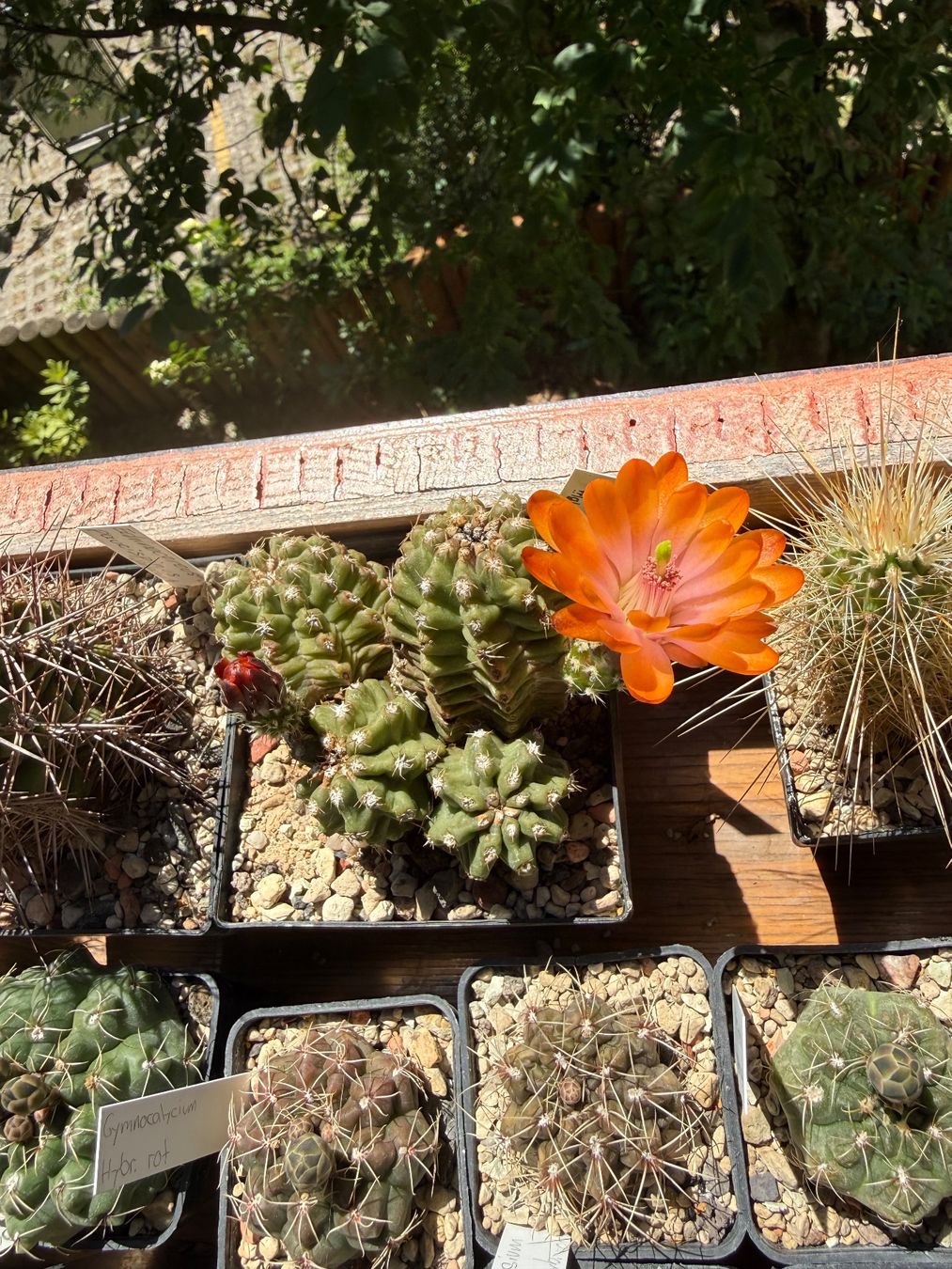Piante & sementi: Echinocereus triglochidiatus v. inermis – Usato da Rorbas venduto da SimS0n 2