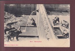 BERN - Bärengraben - 1905 //abgelöste Schichten //