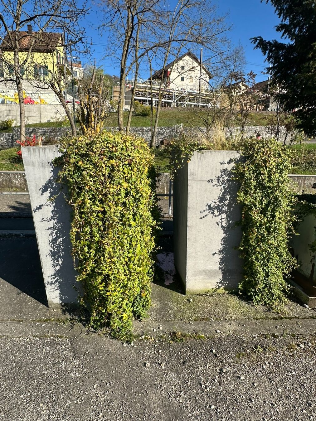 Vasi per fiori: 6 grosse Pflanzenkübel – Usato da Duggingen venduto da Sandy2708 2