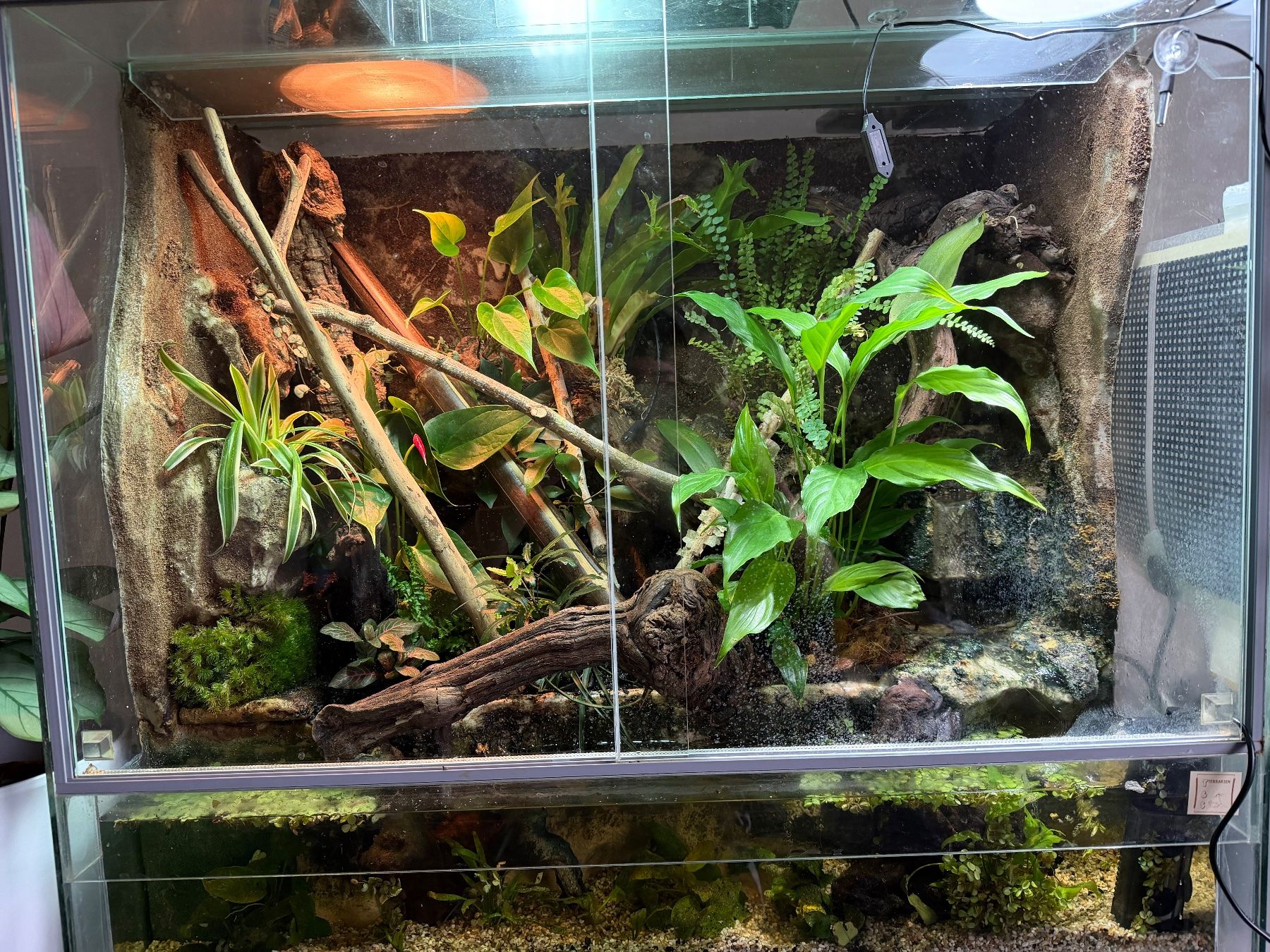 Terrariums: Terrarium mit Wasserfall Komplettset – D'occasion à Rothrist par egg_9wck 4