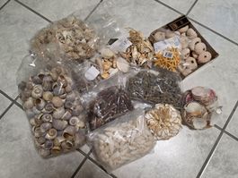Muscheln, Schnecken und Seesterne, für Deko und Basteln