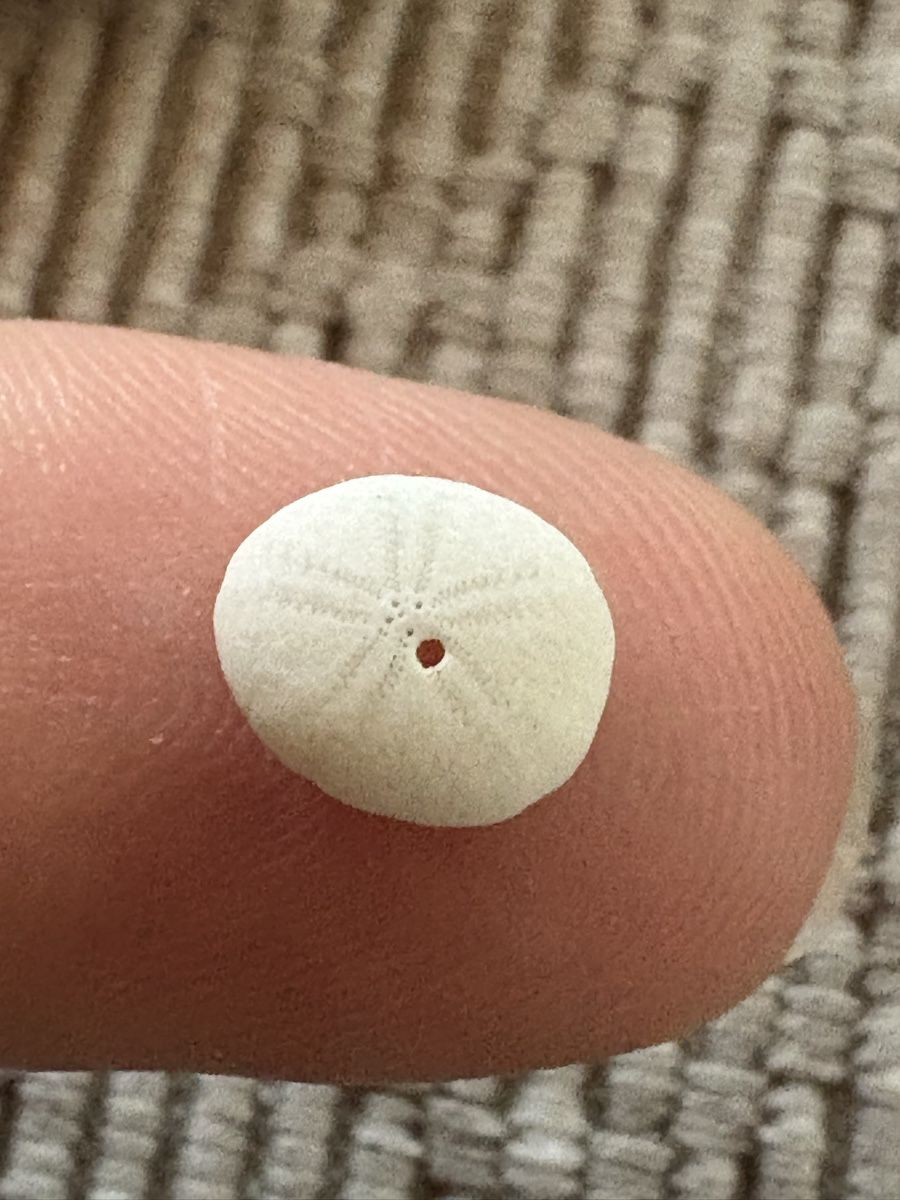 Tutte le decorazioni: 2 Sand Dollar Muscheln – Usato da Rümlang venduto da euqinom16 3