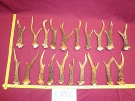 Reh, Geweihe, Trophäe, Horn, Dekoration, Jagd Abwurfstangen