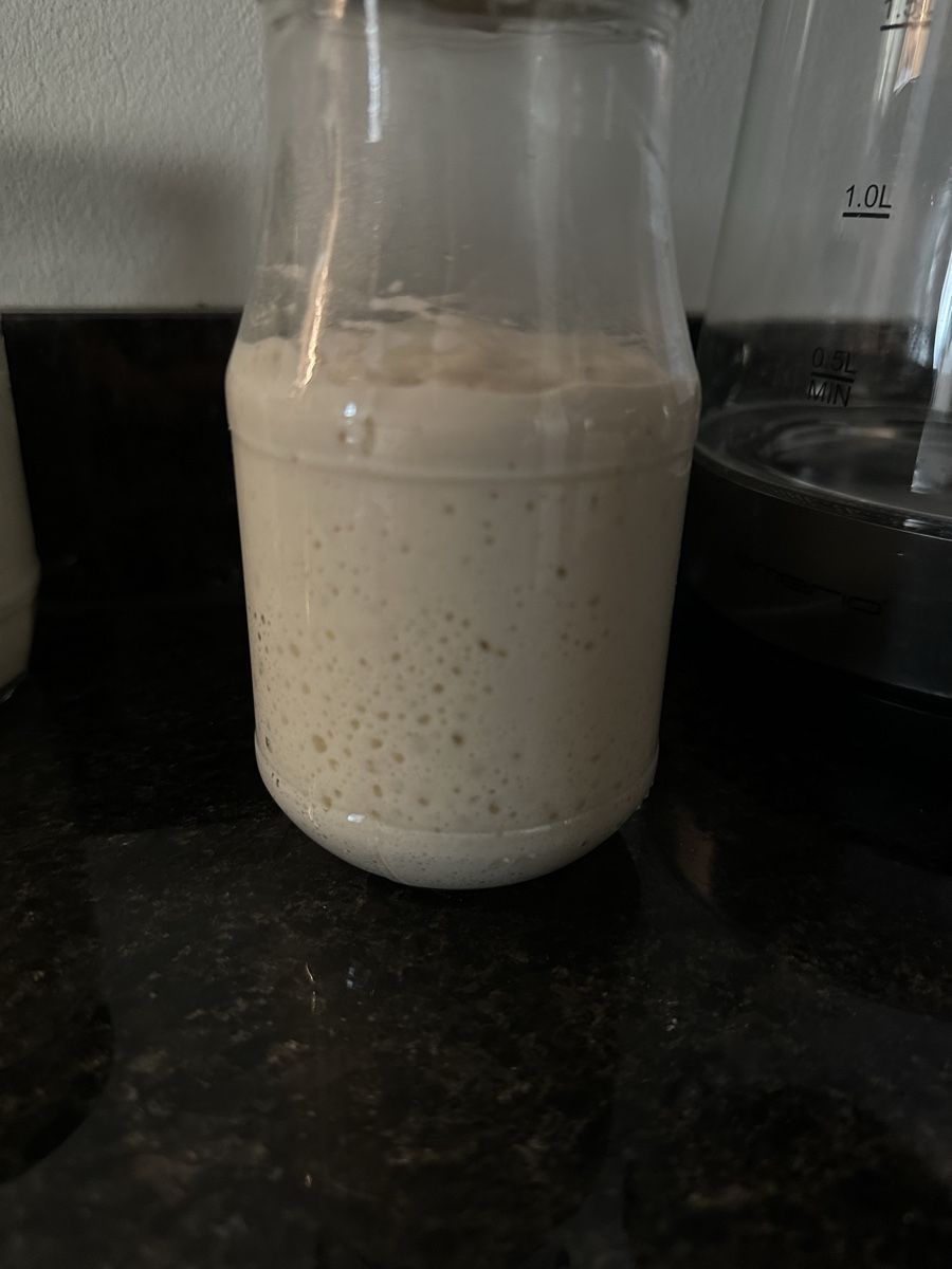 Cibi & Specialità: Frischer Sauerteig-Starter🌾  – Nuovo (secondo la descrizione) da Subingen venduto da sel_gzr9 1