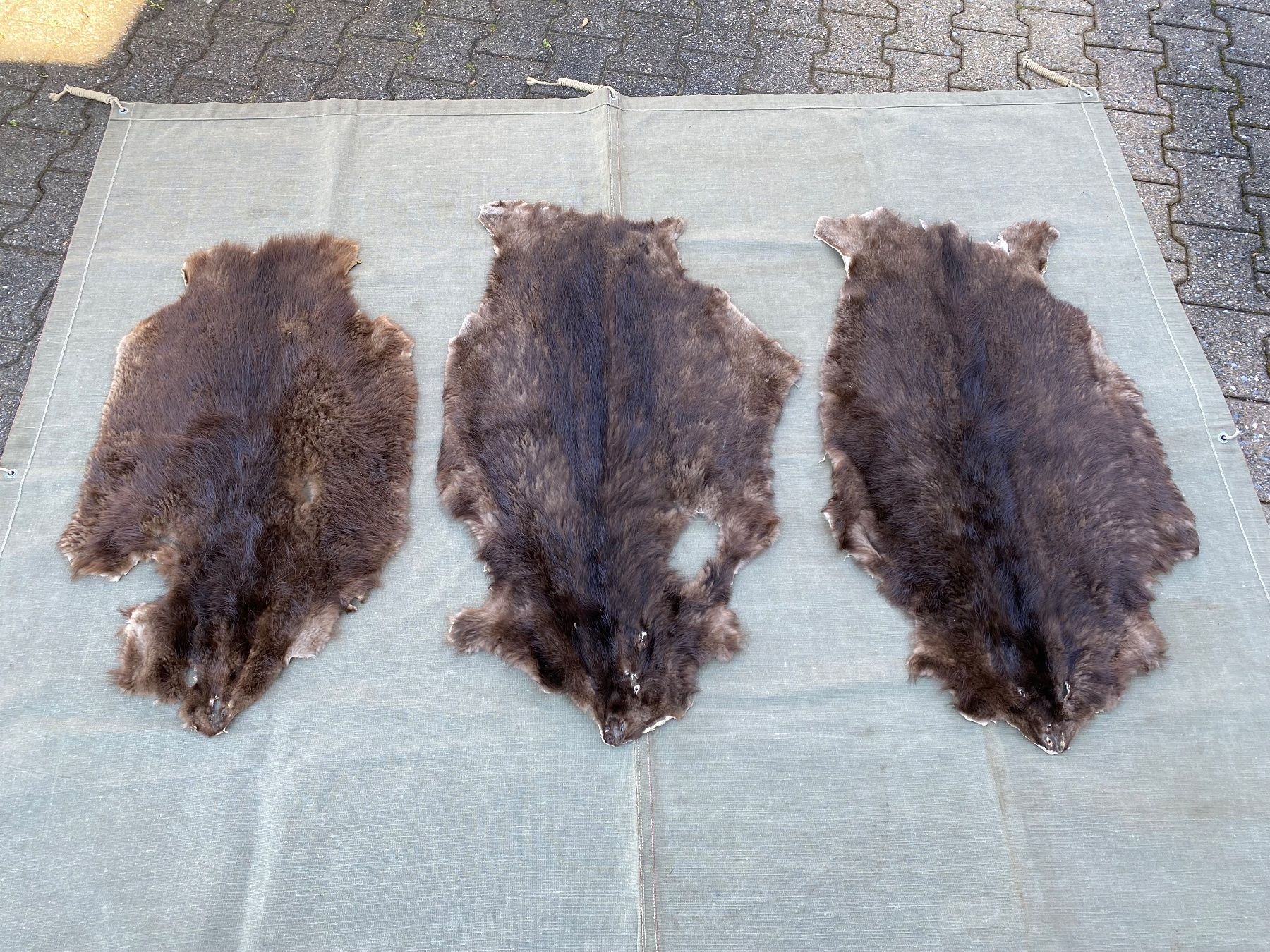 Il mondo degli animali: 3 schöne gegerbte Biberfelle – Usato da Feldbach venduto da Olive1