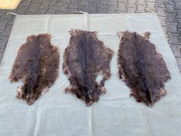 3 schöne gegerbte Biberfelle