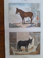 LE MULET ET LE BARDEAU