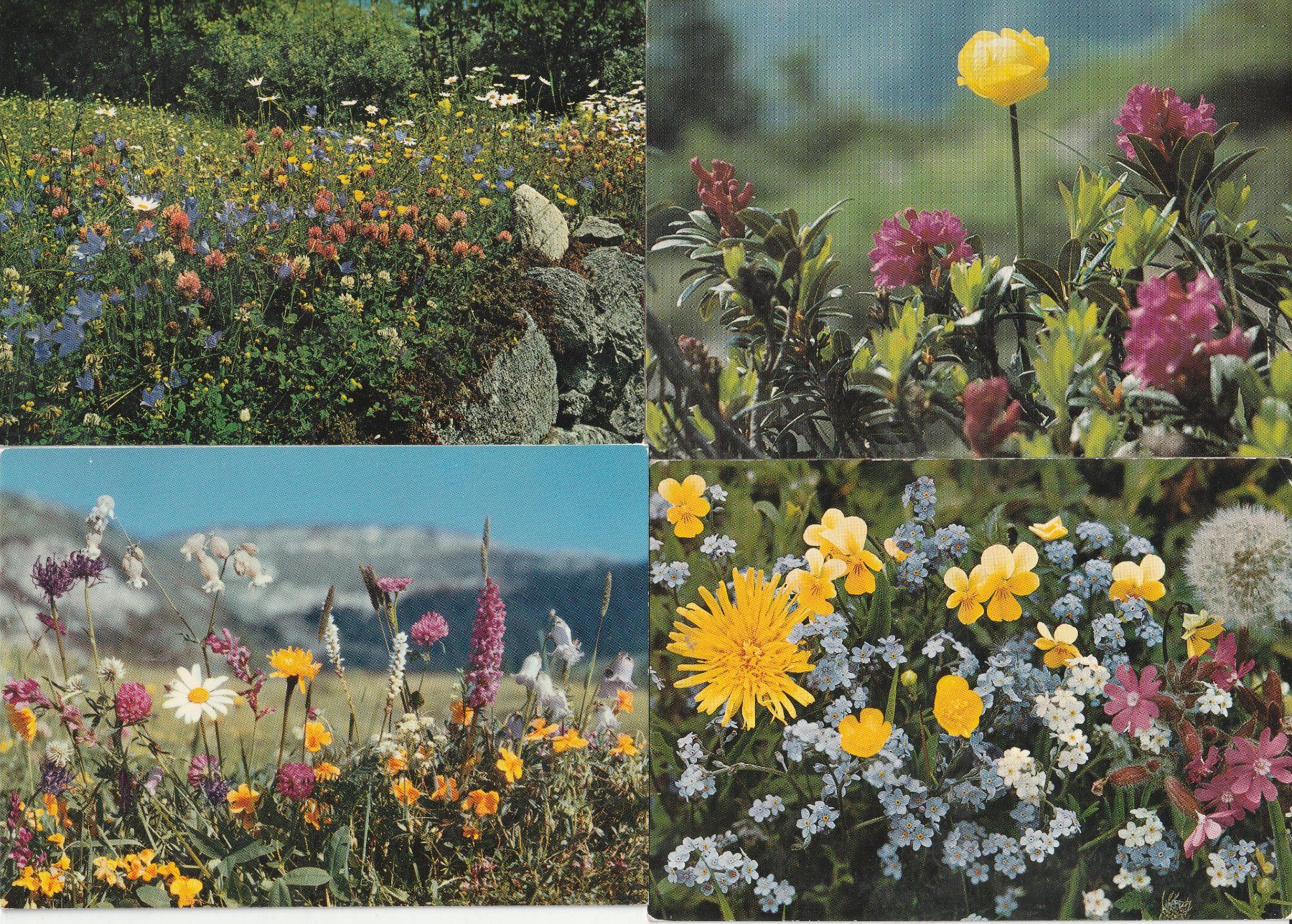 Cartoline postali: 40  Blummenkarten – Usato da Lumbrein venduto da made02 2