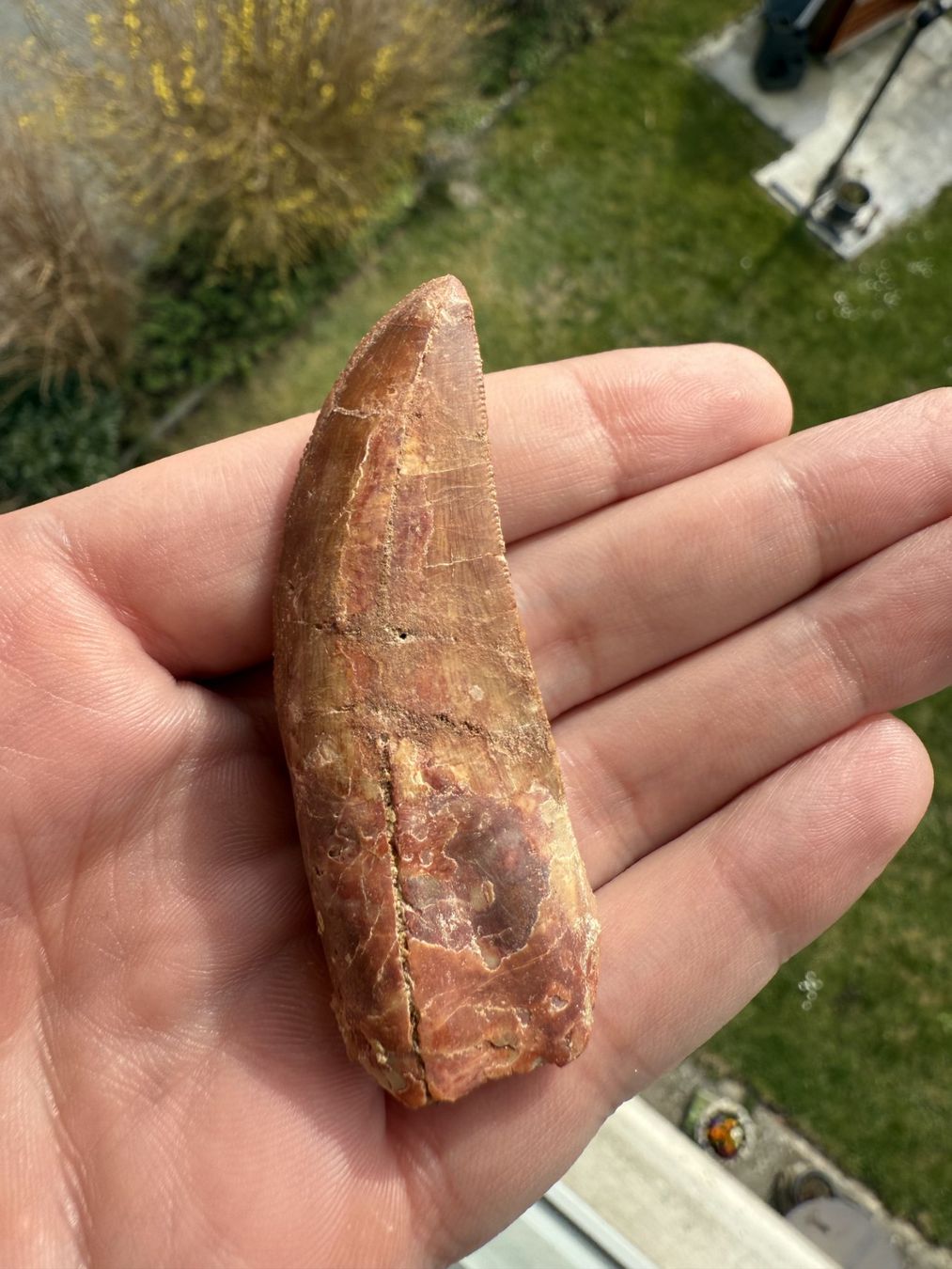 Fossili: Raubsaurierzahn Carcharodontosaurus saharicus – Usato da schüpfen venduto da rica122 1