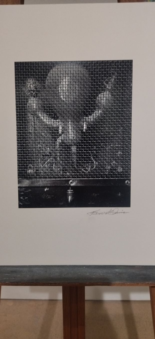 Libri: Portfolio Forest Davis Photographs, 1981 – Usato da Zürich venduto da Top-Deal-Schweiz 6