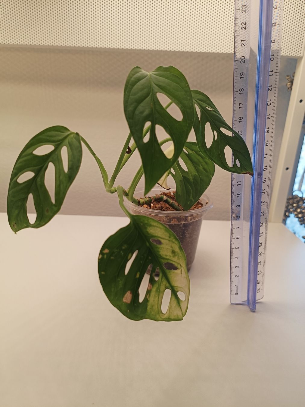 Pflanzen & Samen: Monstera Adansonii Variegata – Gebraucht aus Luzern von sann2