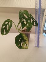 Monstera Adansonii Variegata