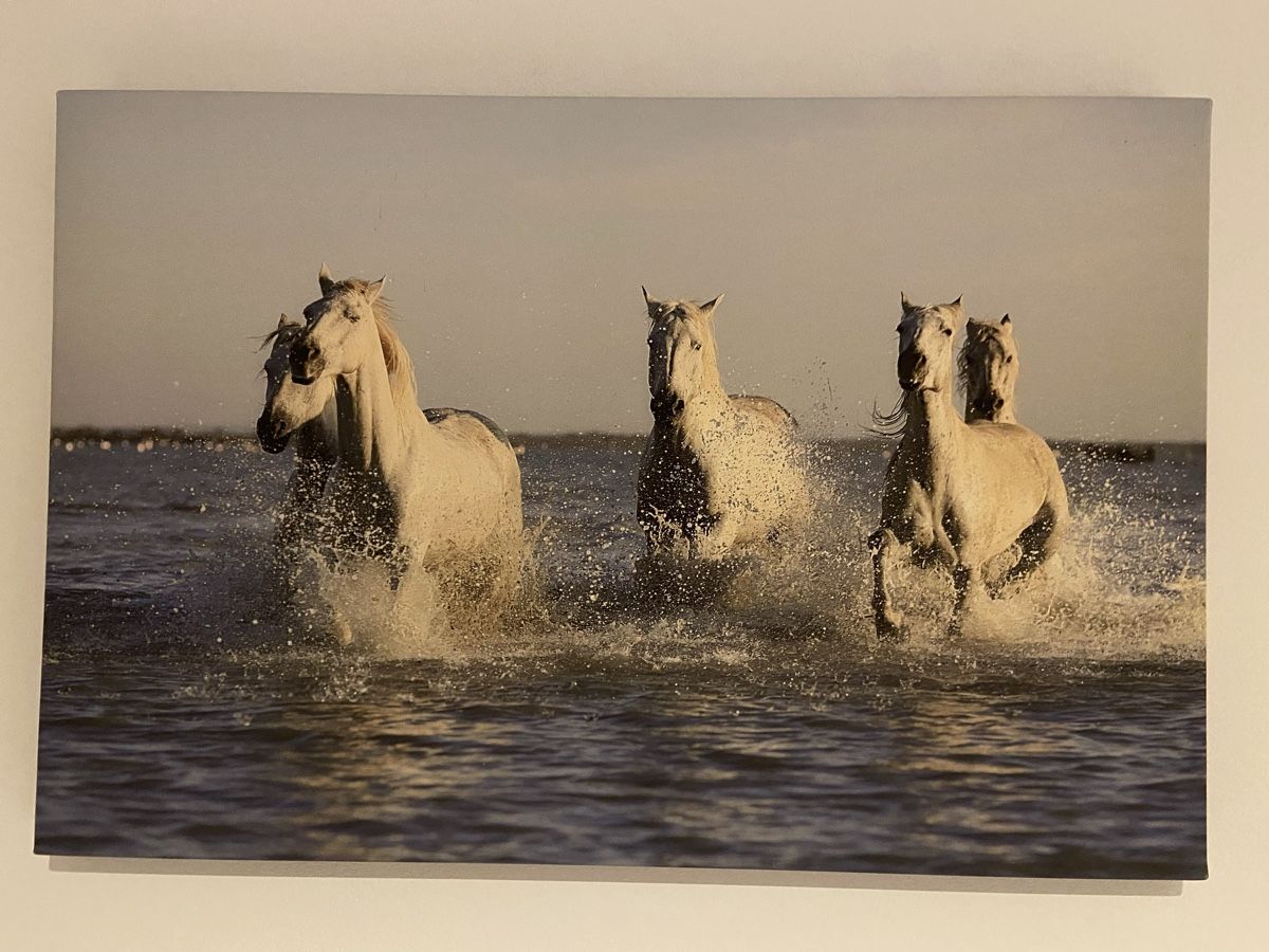 Poster & Bilder: Leinwandbild von Pferden – Neu (gemäss Beschreibung) aus Birmenstorf AG von jokerit02