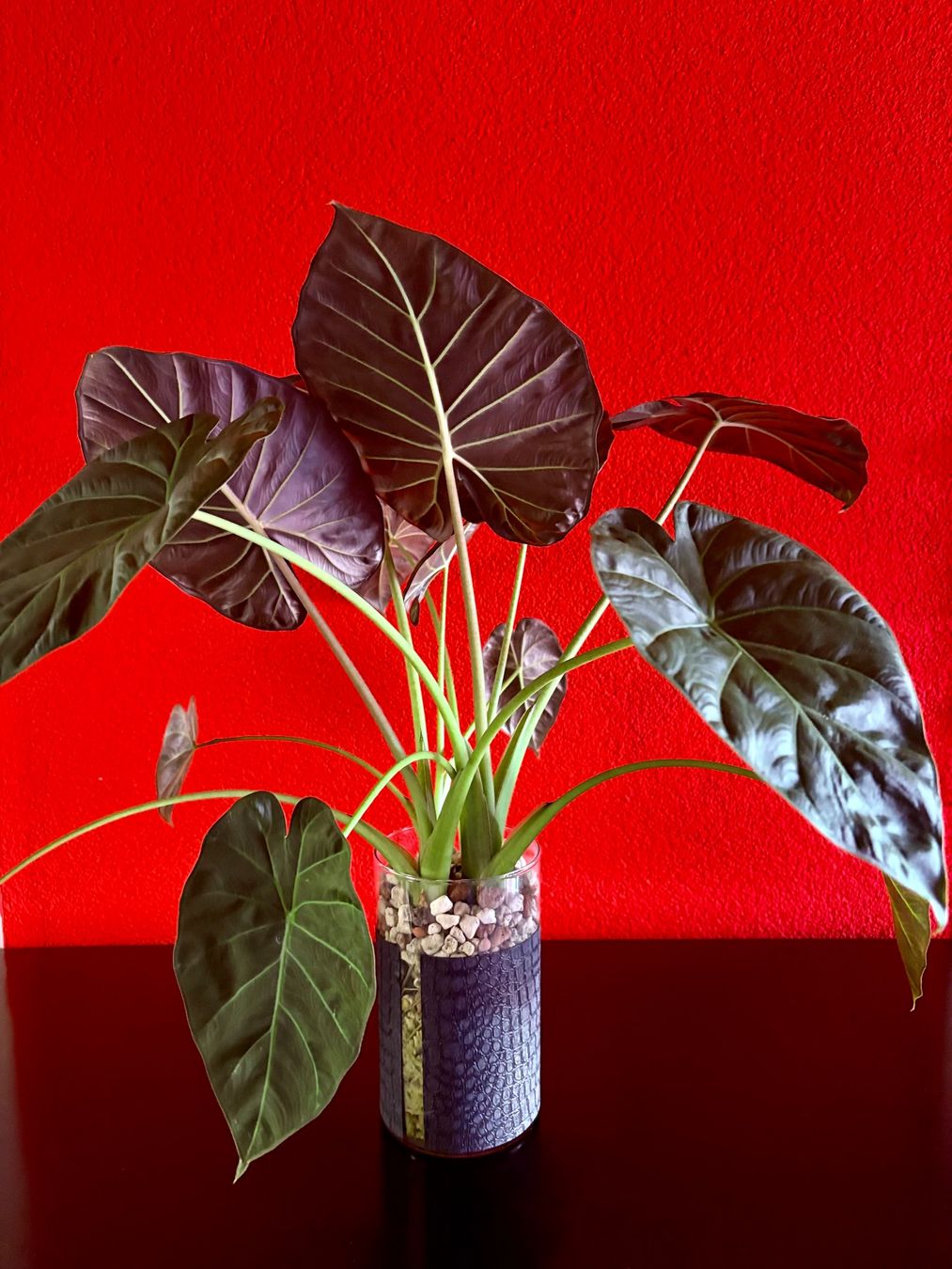 Piante & sementi: Alocasia Regal Shield – Nuovo (secondo la descrizione) da Erlinsbach SO venduto da sofieee