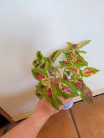 Coleus