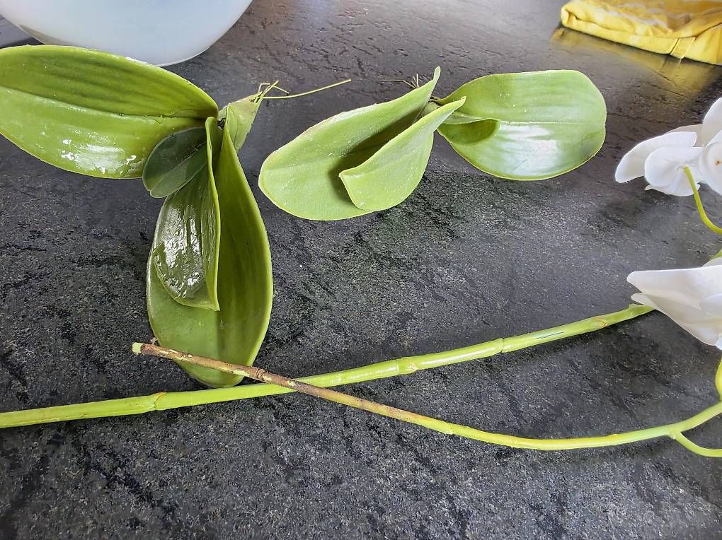 Tutte le decorazioni: Kunst Orchidee – Usato da Haslen AI venduto da jas_5dv9 3