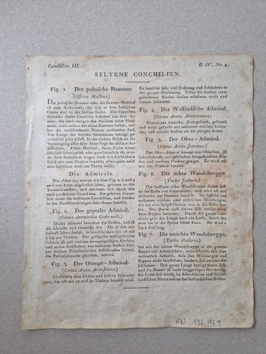 Incisioni: Stich Muscheln Bertuch handkoloriert 1802 – Usato da Zollikon venduto da whataboutrome 3