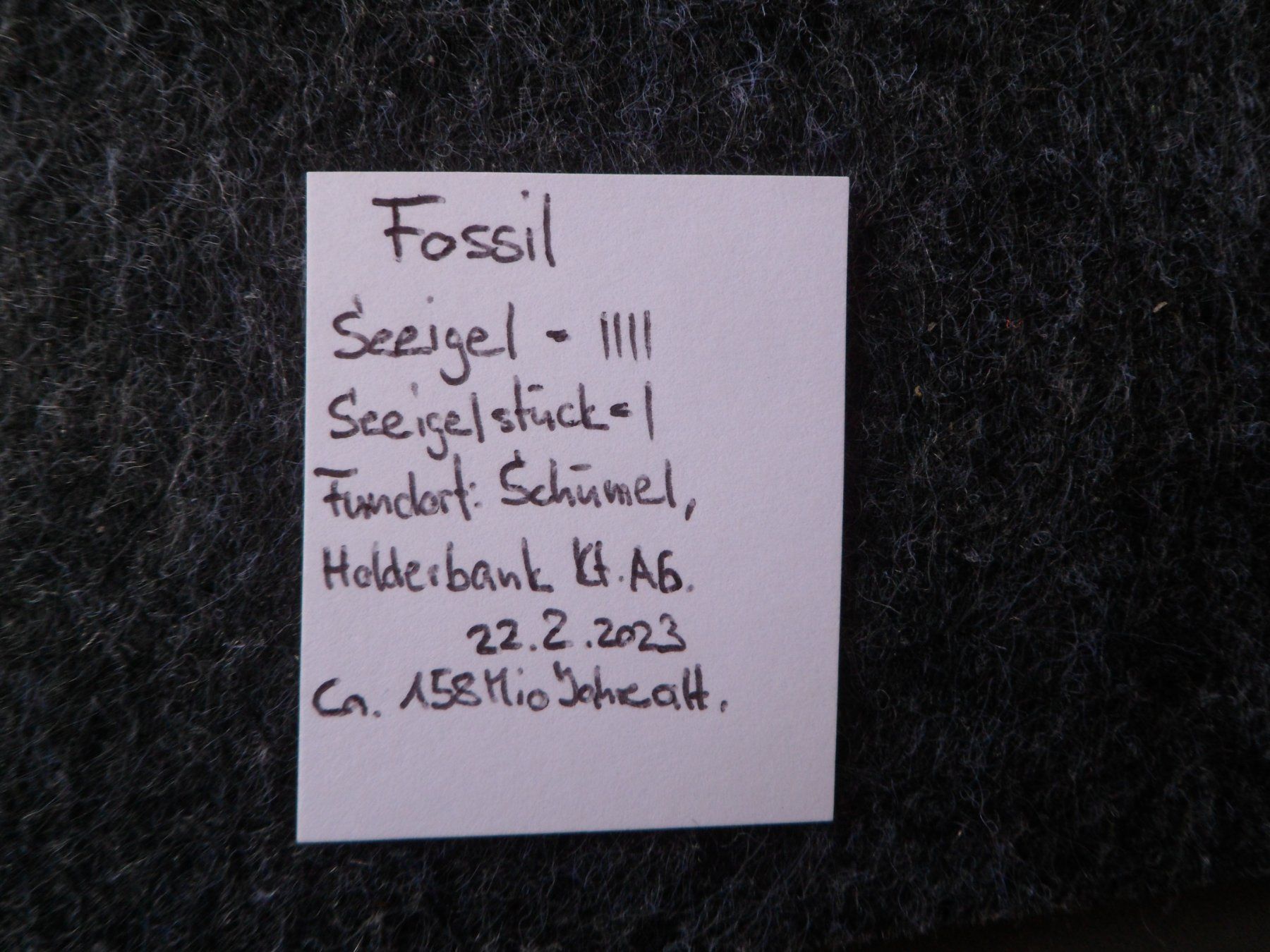 Fossiles: Fossil Seeigel Schweiz – D'occasion à Affoltern am Albis par Fossil60 6