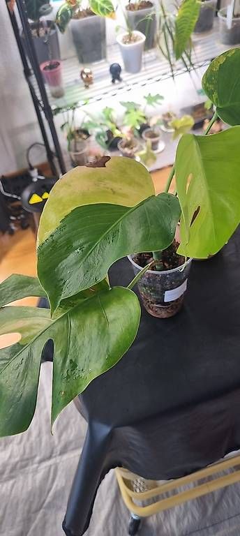 Plantes & graines: Monstera variegata Aurea – Neuf avec emballage d'origine à Wallenwil par pet_mz5n 1
