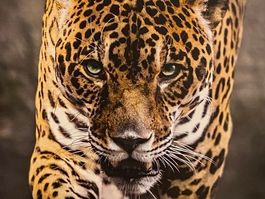 NEU: 1000er Putzle Jaguar