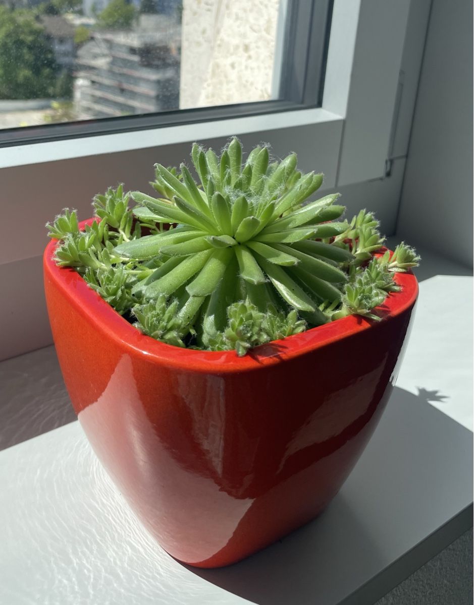 Piante & sementi: Sempervivum (Hens & Chicks) succulent in nice ceramic pot – Usato da Uster venduto da momogarden 3