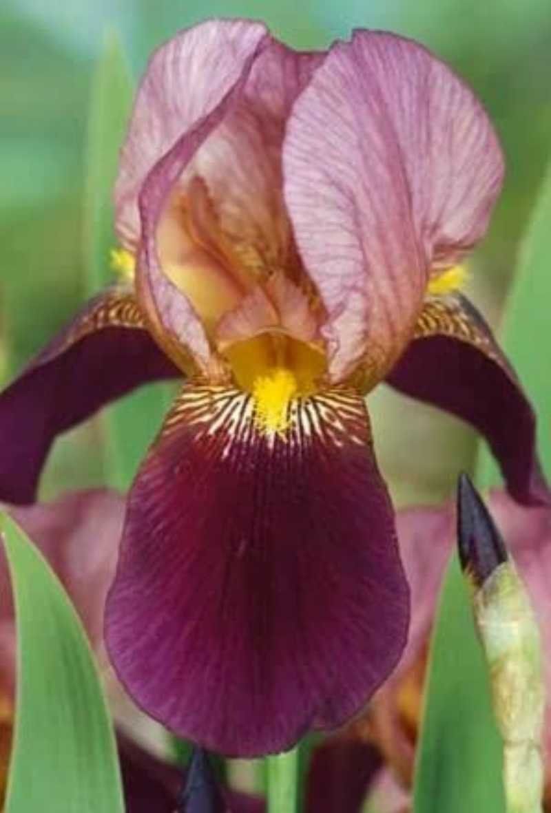 Piante & sementi: Iris Germanica Indian Chief – Nuovo (secondo la descrizione) da Roggwil venduto da Samonlinetrade