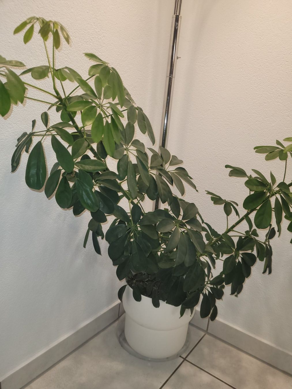 Piante & sementi: Grosse Schefflera abzugeben / Zimmerpflanze – Nuovo e nell'imballaggio originale da Bassersdorf venduto da kid_fm98 1