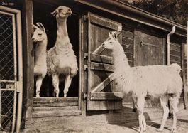 ZÜRICH - Zoologischer Garten - Lama - 1955