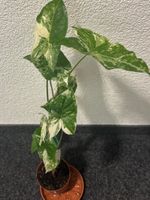 Syngonium Albo Variegata: Jungpflanzen