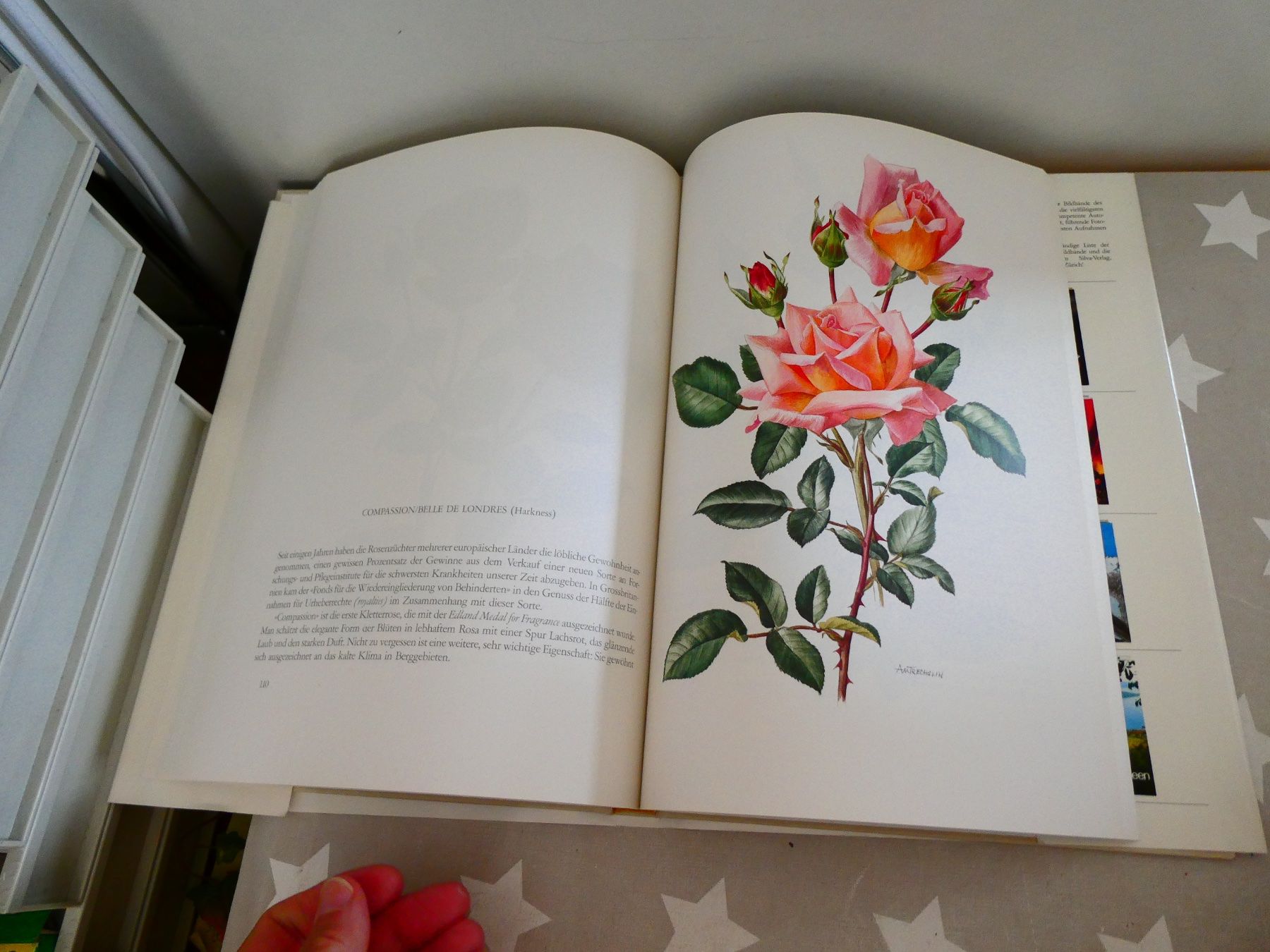 Libri: Buch: Alte Rosen - neue Rosen – Usato da Rafz venduto da Powacaddy 4