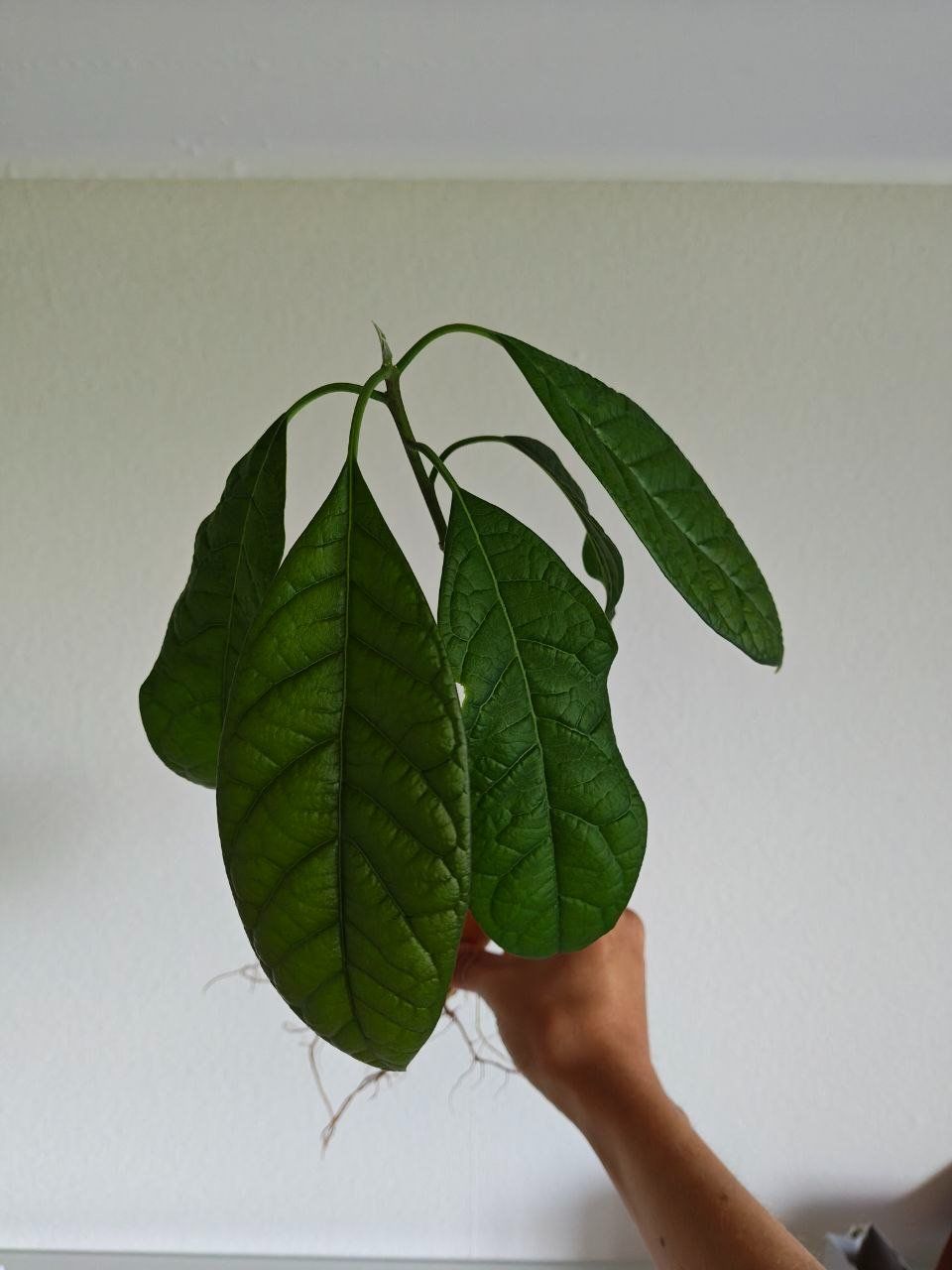 Piante & sementi: Avocado Baum – Usato da Schlieren venduto da Edgar_k 3
