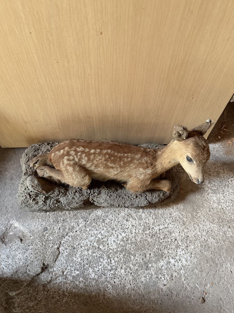 Tutte le decorazioni: Dekoration‘s Reh – Usato da Ulisbach venduto da PET-030 1