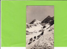 Polarhunde auf Jungfraujoch